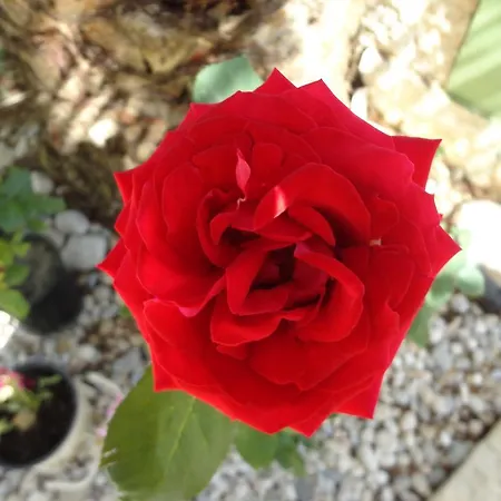 Apartament Phoenix By Tania Sarti