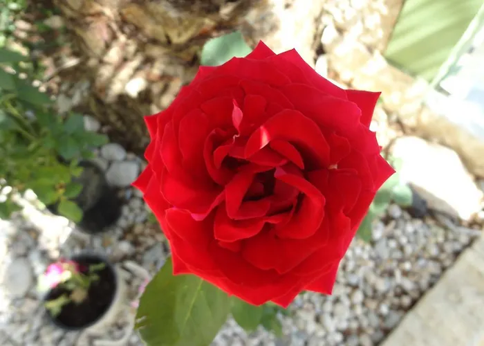 Appartement Phoenix By Tania Sarti